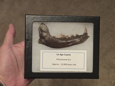 RARE MUSEUM QUALITY ICE AGE JAW TOOTH FANG FOSSIL PREHISTORIC WOLF DOG COYOTE!