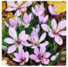 12 bulbes de Crocus Sativus Safran - Crocus Sativus - calibre 8/9 culture facile