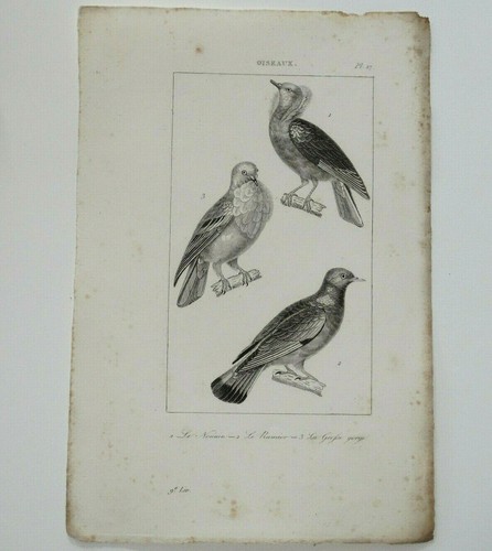 Pigeon nonain - pigeon, ramier