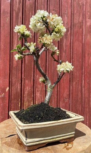 Bonsaï pommier malus - bonsaÏ,