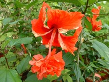 HIBISCUS EL CAPITOLIO