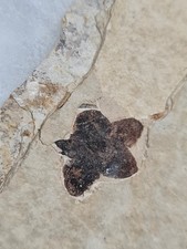 Fleur Fossile Diospyros