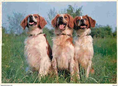 Carte postale animaux - -,