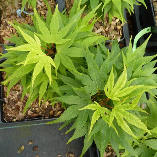 Acer palmatum mikawa - palmatum, 'mikawa