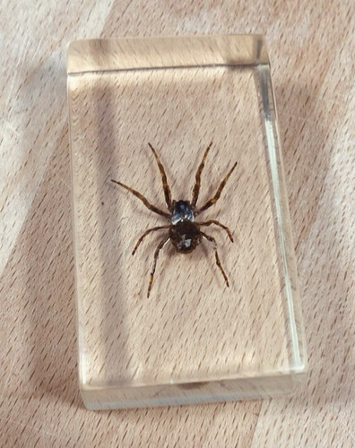 Araignée diable japon - diable,