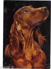 Irish Setter (H4467)