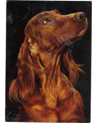 Setter irlandais - setter,