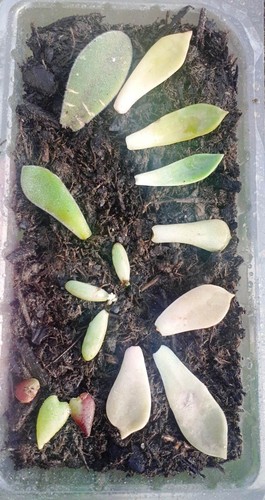 Lot feuilles propagation - de,