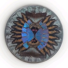 ASSIETTE CADRE MURAL AILES