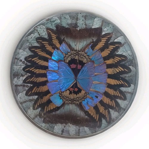 Assiette cadre mural ailes - assiette,