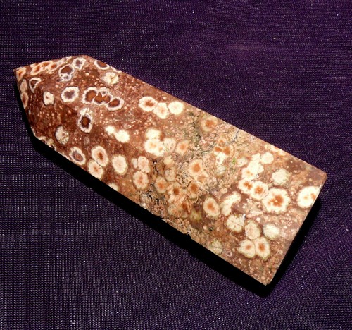 Corail fossile pétrifié - corail,