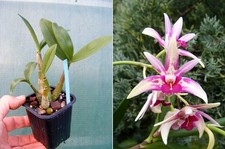 Dendrobium Cobber x Cobber