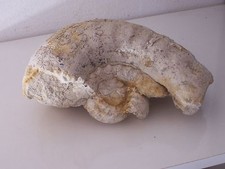 old stone. Ancienne pierre fossile