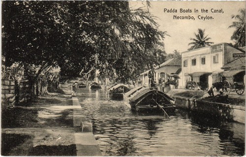Ceylon sri lanka padda - pc,
