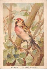 Chromos - COR14881 - Oiseau - Sizerin - 13x9 cm environ