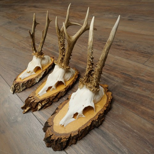 Cerf pièce rehböcke - cerf, 3