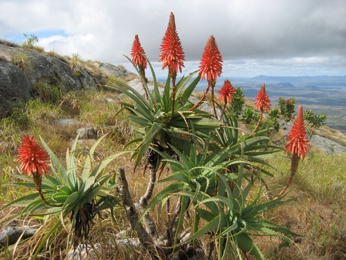 Graines aloe castanea - 20,