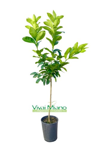 Plante citron interdite - citron,
