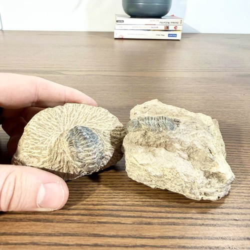 Trilobites dévoniens - trilobites,