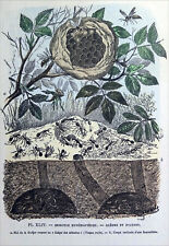 ENTOMOLOGY - RED WASP NEST and ANTLE CUT - 19th century board
