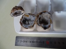 lot 3 petites geodes 4 cm