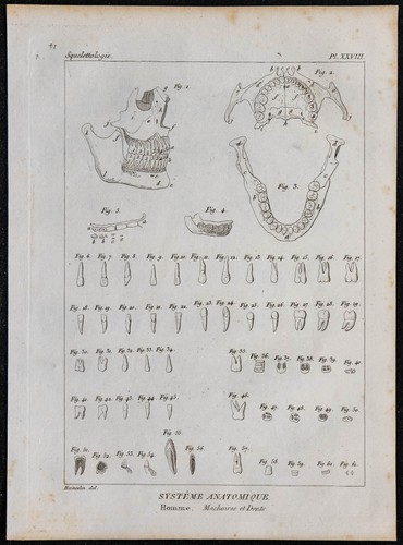 1825 crâne humain et - 1825, dents