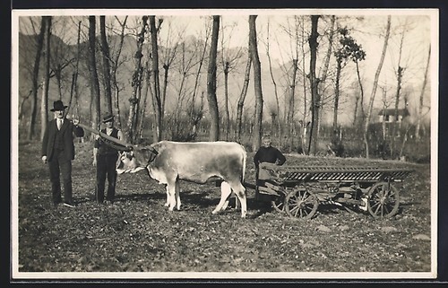 Carte postale deux bovins - carte,