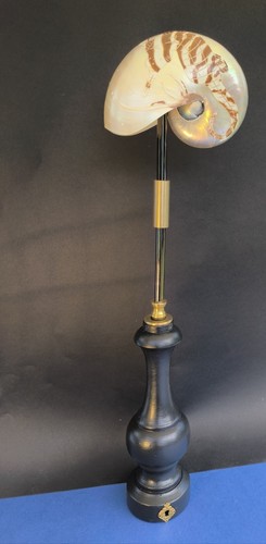 Objet curiosités nautile - de,