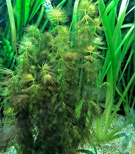 Ceratophyllum submersum - ,
