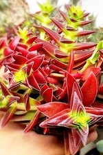 27 Plantes Succulentes &