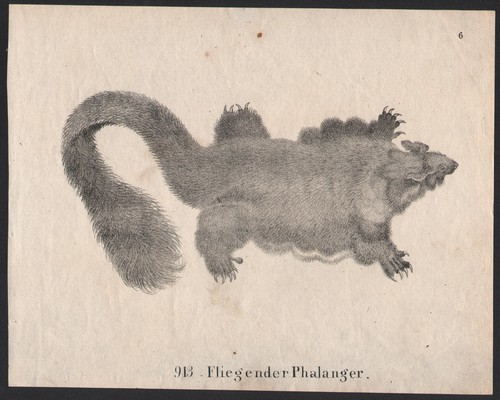 1835 lithographie phalanger - 1835,