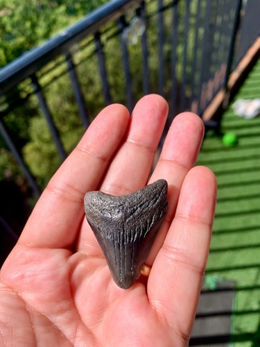 Dent megalodon 4 - de,