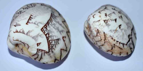 Sea shell coquillages - shell,