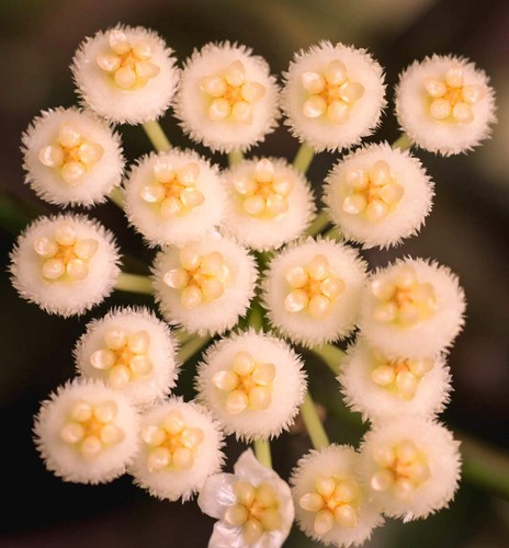 Hoya lacunosa 15cm - hoya, 10-15cm