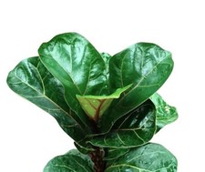 Ficus lyrata | Fiddle-leaf fig