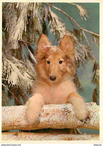 Carte postale animaux - carte,