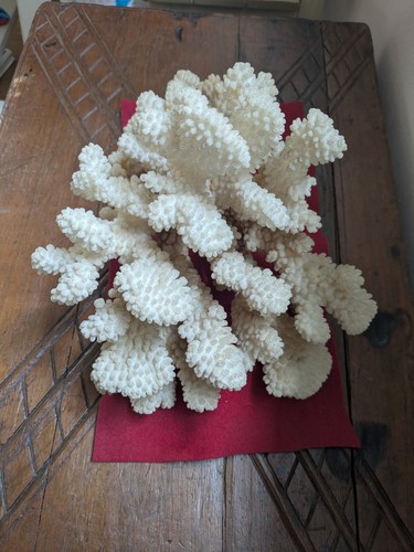 Corail dur sps - dur, blanc