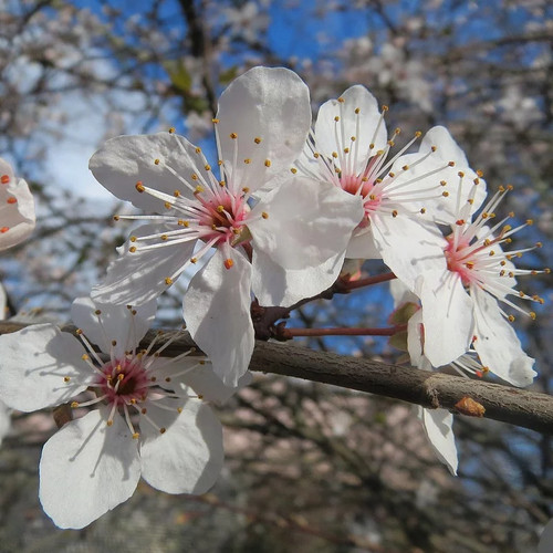 Prunus avium merisier - -, des