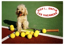 CPM: Poodle sitting on tennis court, racket, tennis ball