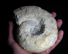 Ammonite Fos-sile Massive -