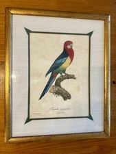 Gold Framed 18x22” Barraband bird print Perruche Omnicolore in French matte