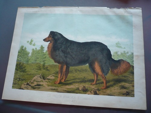 Gravure 1883 chien berger - 1883,