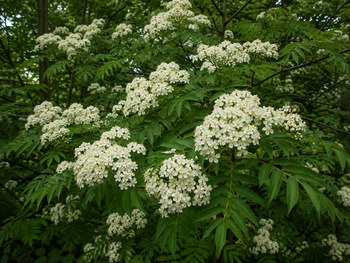 Sorbus aucuparia subsp