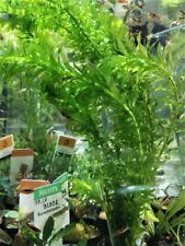 ELODEA CANADENSIS - PLANTE