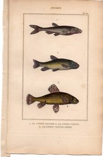 Lacepede 1835 Antique hand-colored print - Cyprin goujon & tanche fish, sea life
