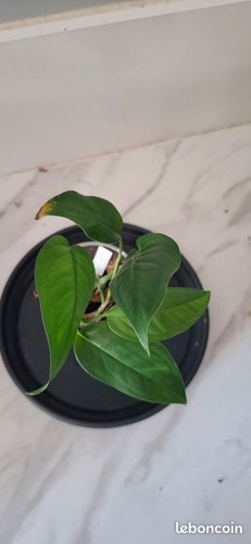 Monstera obliqua brazil