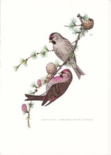 Planche 17 Histoire Naturelle Oiseaux : Sizerin Cabaret