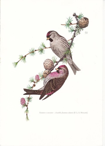 Planche histoire naturelle - planche, 17