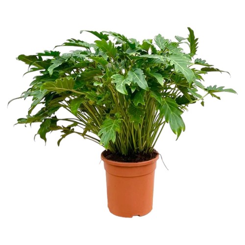 Philodendron xanadu plante - philodendron,