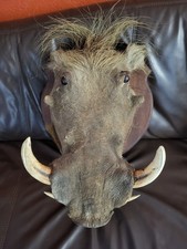 Taxidermie trophée de